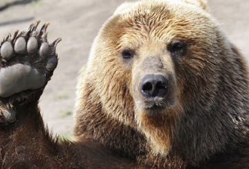 VIDEO: Chú gấu thể hiện võ nghệ siêu việt với khúc gỗ